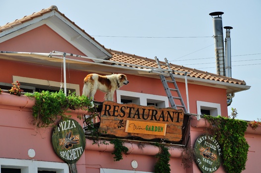 Restaurant-Hund...   ;-)