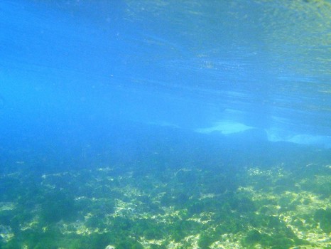 Leider ohne Fische!
