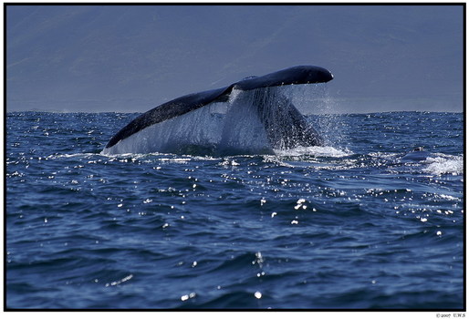 Southern Right Whale