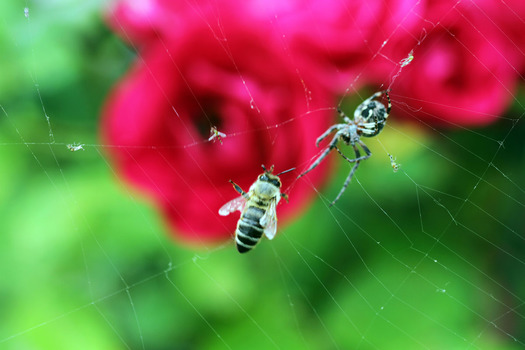 Spinnennetz