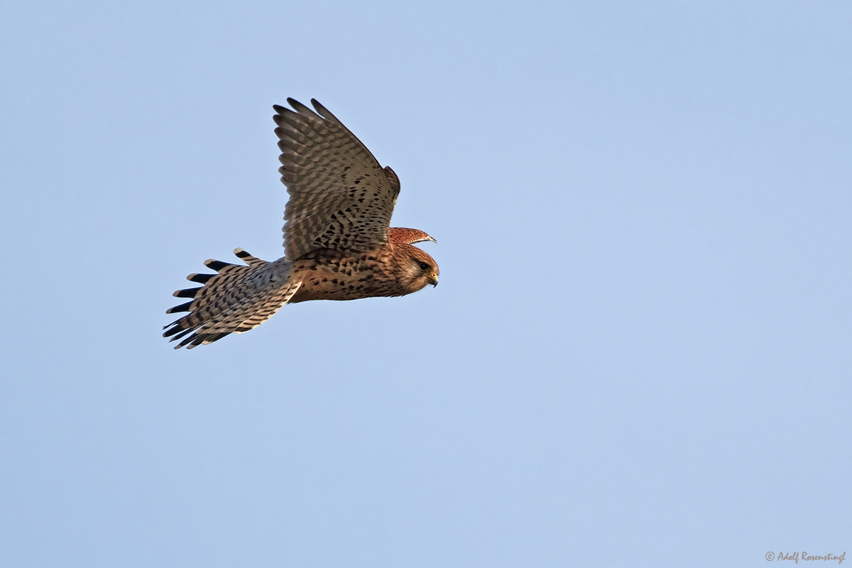 Weiblicher Turmfalke im Rüttelflug