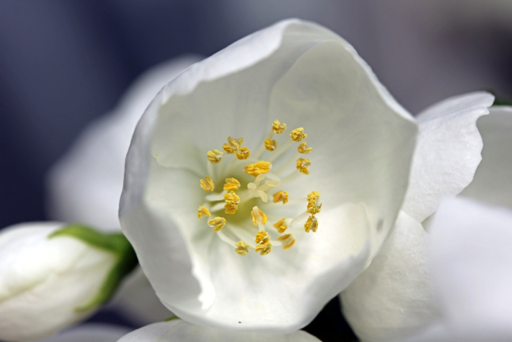 Jasmin