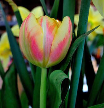 Tulpenmakro