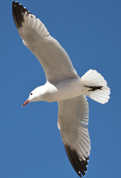 Möwe 4