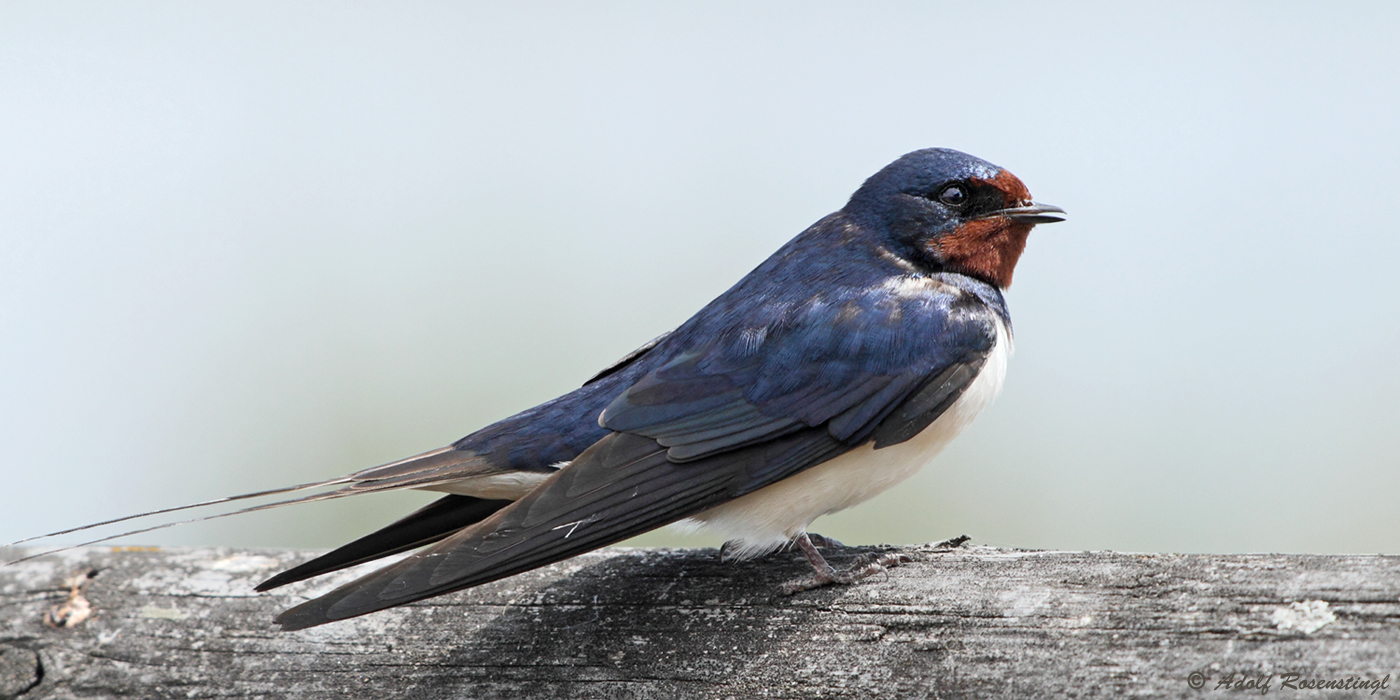 Rauchschwalbe (Hirundo rustica)