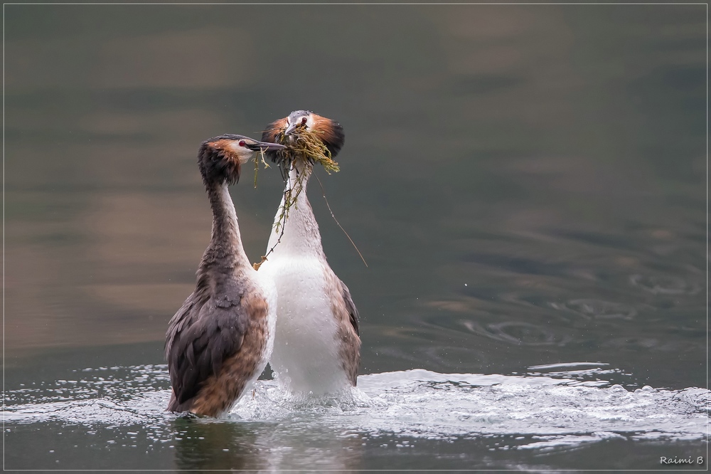 Like a Pinguin