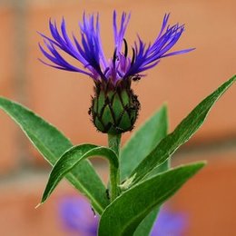 Kornblume