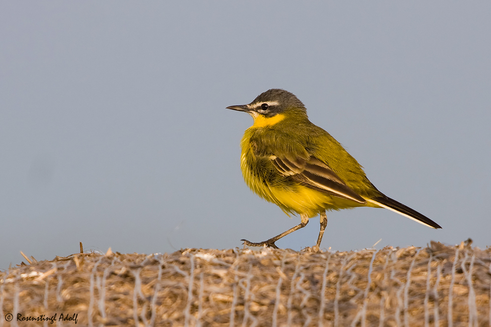 Schafstelze (Motacilla flava)