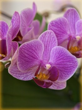 Orchidee