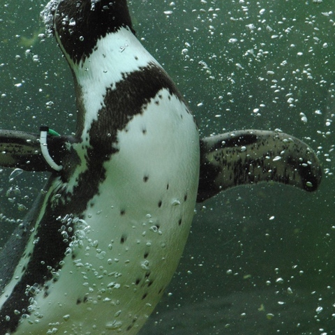 Pinguin