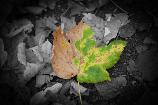 FARBENPRACHT