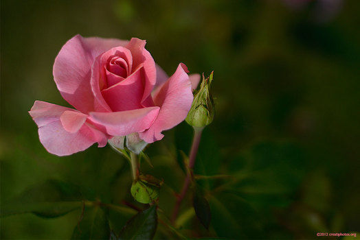 The Rose