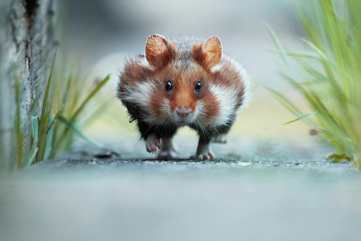 Tunnelblick