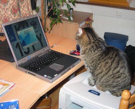 edv-Cat