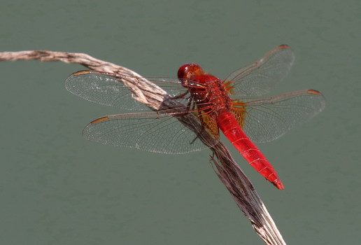 Feuerlibelle