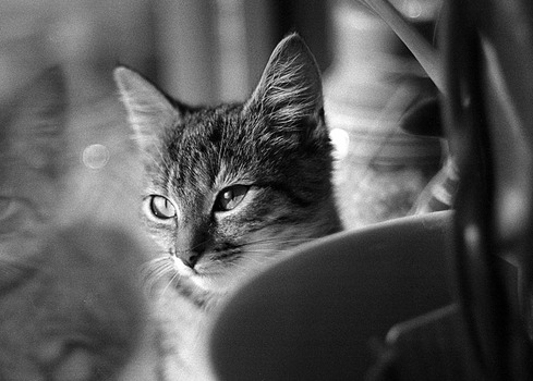 Katze