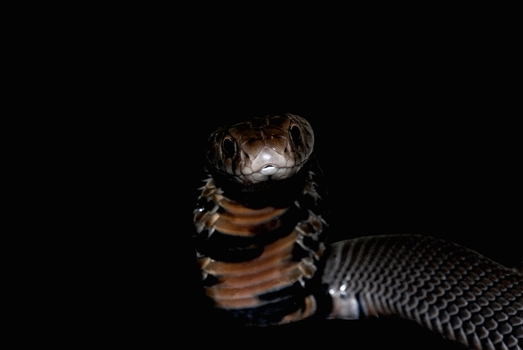 Mosambicqe Speikobra