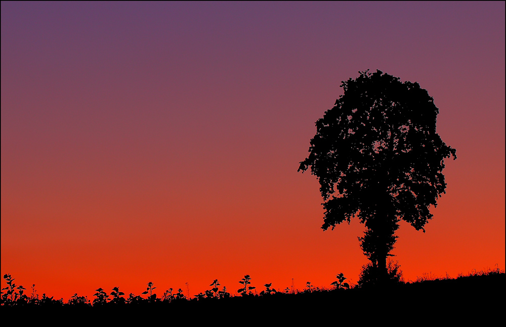 baum