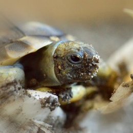 Schildkrötenschlupf überarbeitet
