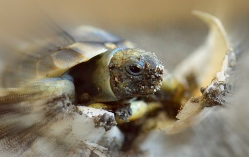 Schildkrötenschlupf überarbeitet