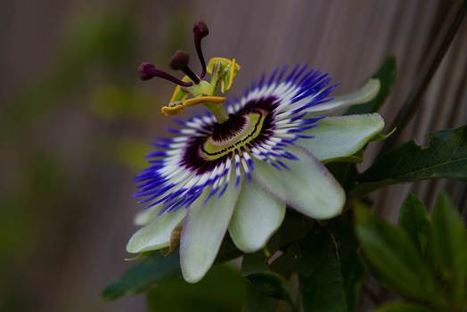Blüte