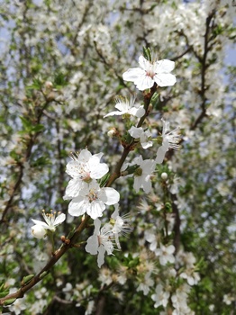 Frühlingserwachen