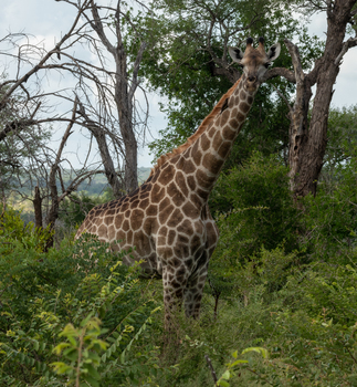 Kruger Nationalpark