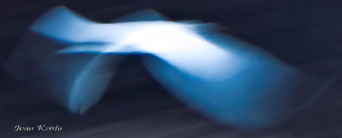 Weiße Seele-Weiße Taube (2010)