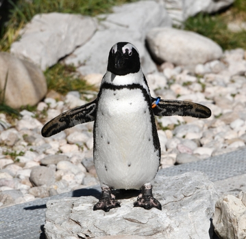 Pinguin ...