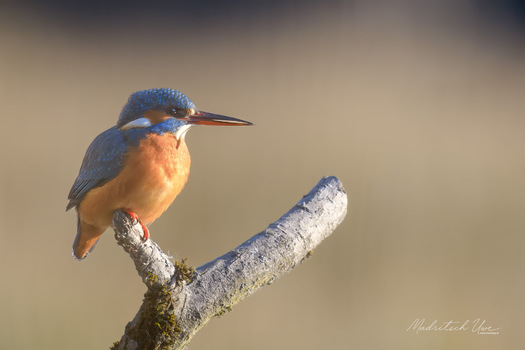 Eisvogel - what else