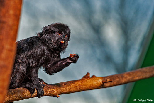 Springtamarin