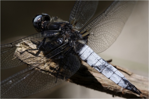 Libelle
