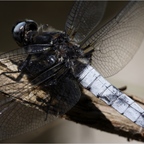 Libelle