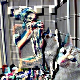 crazy cat