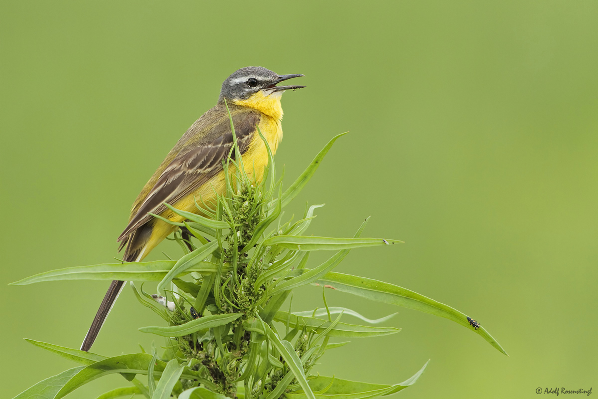 Schafstelze (Motacilla flava)