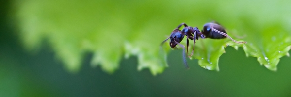 Ant