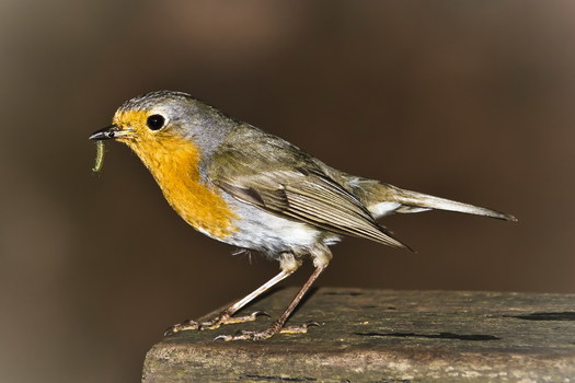 Der frühe Vogel