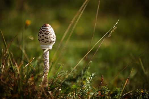 Parasol