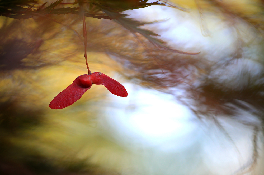 s'Herbstlt...