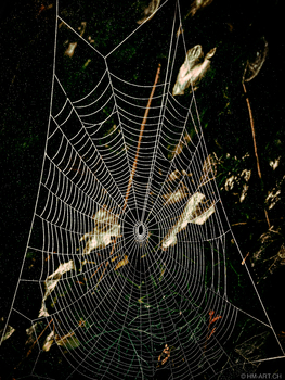 Das Netz