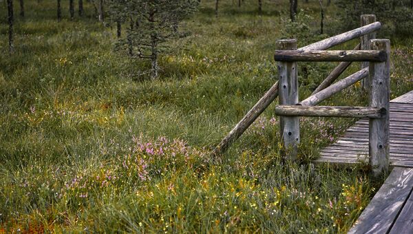 gemaltes im Moor