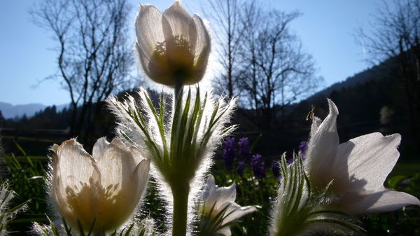 gegenlicht