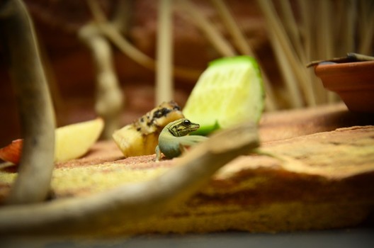 Mr. Gecko