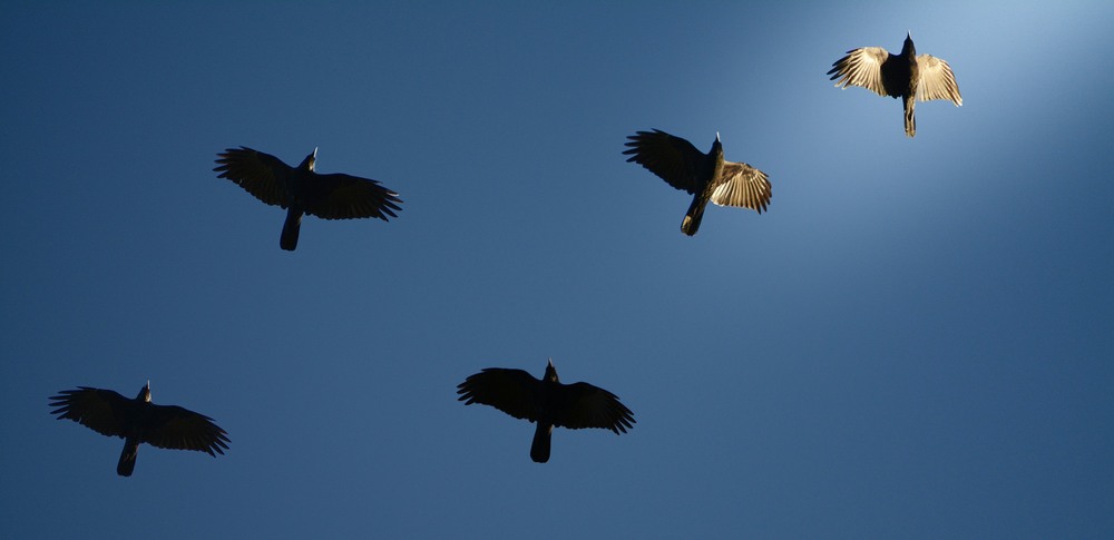 Krähen