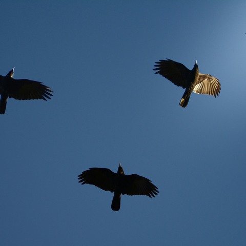Krähen