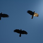Krähen