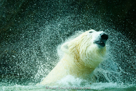 Polar Swirl