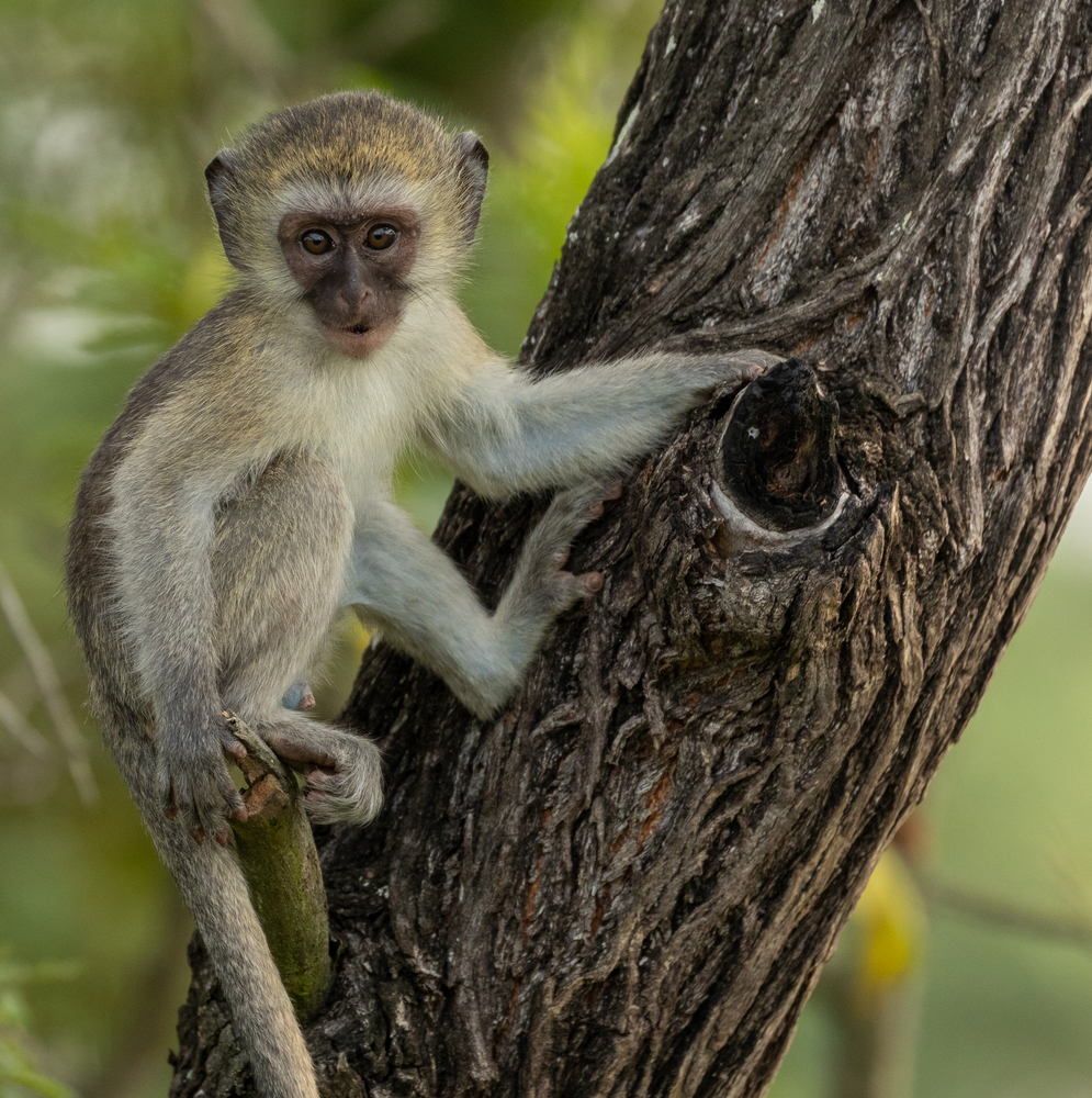 Kruger Nationalpark