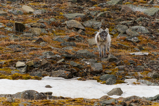 ein Polarfuchs