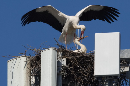 Storchenpaar klappert am Handymast